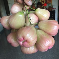 金剛蓮霧500公克