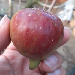 波姬紅無花果500公克