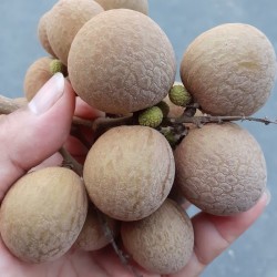 四季龍眼500公克