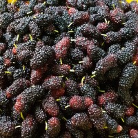 大果桑葚500公克