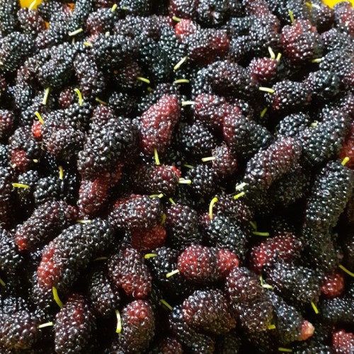 大果桑葚500公克