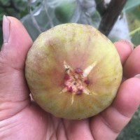 黃金無花果500公克