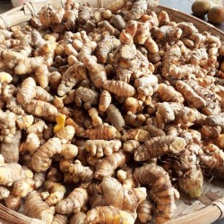 新鮮薑黃500公克